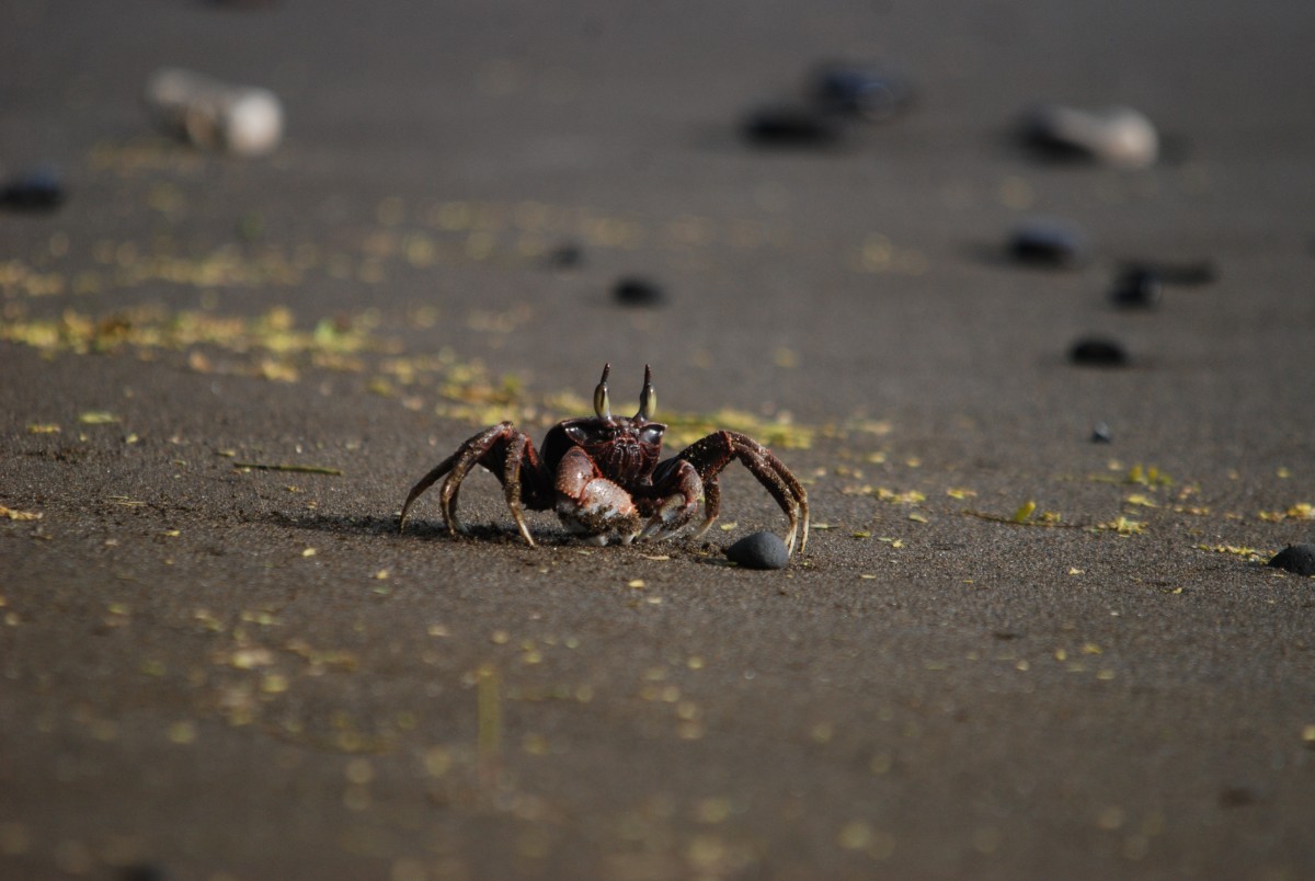 Maui Beach Crab Moonstone Photography